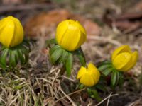 Eranthis cilicica Limhamns kyrkogård, Malmö, Skåne, Sweden 20160319_0007