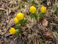 Eranthis cilicica Limhamns kyrkogård, Malmö, Skåne, Sweden 20160319_0010