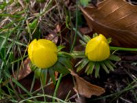 Eranthis cilicica Limhamns kyrkogård, Malmö, Skåne, Sweden 20160319_0021