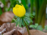 Eranthis cilicica Limhamns kyrkogård, Malmö, Skåne, Sweden 20190322_0017