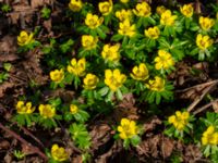 Eranthis hyemalis Afrikaparken, Bunkeflostrand, Malmö, Skåne, Sweden 20190224_0010