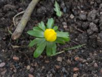 Eranthis hyemalis Limhamns kyrkogård, Malmö, Skåne, Sweden 20150215_0003