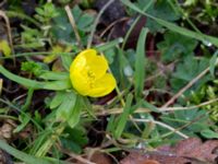 Eranthis hyemalis Limhamns kyrkogård, Malmö, Skåne, Sweden 20150228_0004