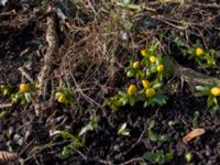 Eranthis hyemalis Tyska kyrkan, Malmö, Skåne, Sweden 20170126_IMG_0058