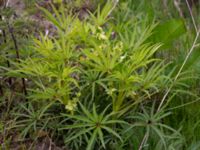 Helleborus foetidus Svanetorpsvägen, Åkarp, Lomma, Skåne, Sweden 20150528_0031