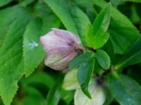 Helleborus orientalis ssp. abchasicus Hasseldal, Stenshuvud, Simrishamn, Skåne, Sweden 20190501_0038