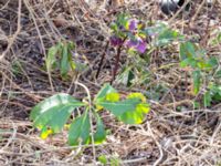 Helleborus orientalis ssp. abchasicus Scoutstugan, Bunkeflostrand, Malmö, Skåne, Sweden 20180411_0009