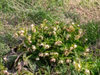 Helleborus orientalis ssp. guttatus Vintrie, Malmö, Skåne, Sweden 20190423_0014