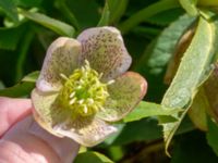 Helleborus orientalis ssp. guttatus Vintrie, Malmö, Skåne, Sweden 20190423_0018