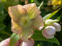 Helleborus orientalis ssp. guttatus Vintrie, Malmö, Skåne, Sweden 20190423_0020