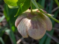 Helleborus orientalis ssp. guttatus Vintrie, Malmö, Skåne, Sweden 20190423_0022