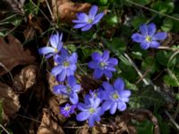 Hepatica nobilis Borgholms slottsruin, Borgholm, Öland, Sweden 20160409_0229