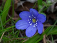 Hepatica nobilis Nybergs dunge, Bunkeflo strandängar, Malmö, Skåne, Sweden 20170410_0077