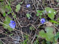 Hepatica nobilis Nybergs dunge, Bunkeflo strandängar, Malmö, Skåne, Sweden 20170410_0097