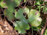 Hepatica transsilvanica Oscarshemsparken, Lund, Skåne, Sweden 20180410_0005