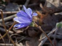 Hepatica transsilvanica Skjutbanan, Lernacken, Malmö, Skåne, Sweden 20190329_0031