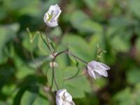 Isopyrum thalictroides Hällevik, Simrishamn, Skåne, Sweden 20200415_0134