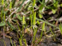 Myosurus minimus Knösen, Falsterbohalvön, Vellinge, Skåne, Sweden 20170501_0108