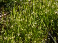 Myosurus minimus Knösen, Falsterbohalvön, Vellinge, Skåne, Sweden 20170501_0123