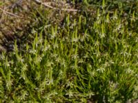 Myosurus minimus Knösen, Falsterbohalvön, Vellinge, Skåne, Sweden 20170501_0126