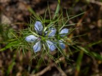 Nigella damascena Ulricedal, Malmö, Skåne, Sweden 20190714_0019