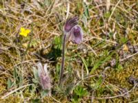 Pulsatilla pratensis Everöds gamla banvall, Kristianstad, Skåne, Sweden 20160508_0089