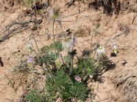 Pulsatilla pratensis Lilla Frö, Mörbylånga, Öland, Sweden 20170526_0136