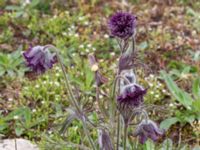 Pulsatilla pratensis Lilljonskärr, Jordhamn, Borgholm, Öland, Sweden 20190525_0136