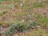 Pulsatilla vernalis Lilla Frö, Mörbylånga, Öland, Sweden 20150606_0140