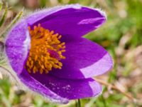 Pulsatilla vulgaris Käglinge hästbacke, Malmö, Skåne, Sweden 20100427B 037