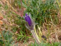 Pulsatilla vulgaris Käglinge hästbacke, Malmö, Skåne, Sweden 20180612_0038