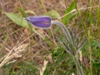 Pulsatilla vulgaris Käglinge hästbacke, Malmö, Skåne, Sweden 20180612_0041