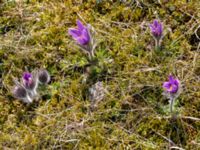 Pulsatilla vulgaris ssp. vulgaris Hammars backar, Ystad, Skåne, Sweden 20190417_0034