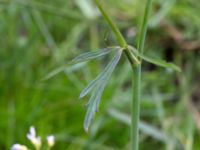 Ranunculus acris Liaängen, Kågeröd, Svalöv, Skåne, Sweden 20160518_0072