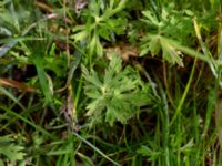 Ranunculus acris ssp. acris Rostvingestigen, Bunkeflostrand, Malmö, Skåne, Sweden 20190531_0030