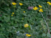 Ranunculus acris ssp. friesianus Lokstallarna, Malmö, Skåne, Sweden 20181020_0072