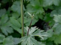 Ranunculus acris ssp. friesianus Lokstallarna, Malmö, Skåne, Sweden 20181020_0076