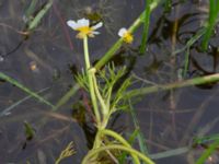 Ranunculus aquatilis var. aquatilis Östra dammen, Fuktängen, Klagshamns udde, Malmö, Skåne, Sweden 20240715_0006