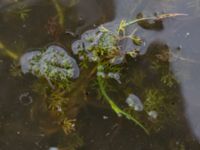 Ranunculus aquatilis var. aquatilis Östra dammen, Fuktängen, Klagshamns udde, Malmö, Skåne, Sweden 20240715_0015