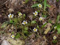 Ranunculus aquatilis var. aquatilis Lilljonskärr, Jordhamn, Borgholm, Öland, Sweden 20190525_0111