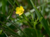 Ranunculus arvensis Dalby västermark, Lund, Skåne, Sweden 20150608_0041