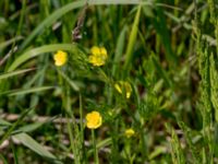 Ranunculus arvensis Dalby västermark, Lund, Skåne, Sweden 20150608_0043