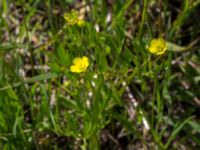 Ranunculus arvensis Dalby västermark, Lund, Skåne, Sweden 20150608_0056