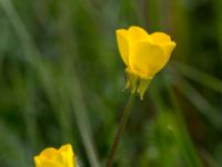 Ranunculus bulbosus Borrebacke, Malmö, Skåne, Sweden 20150530_0035