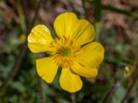 Ranunculus bulbosus Borrebacke, Malmö, Skåne, Sweden 20190511_0018