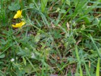 Ranunculus bulbosus Haväng, Skåne, Sweden 20170528_0084