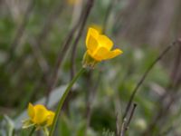 Ranunculus bulbosus Hilleshögs dalar, Landskrona, Skåne, Sweden 20160514_0012