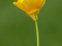 Ranunculus bulbosus Rostvingestigen, Bunkeflostrand, Malmö, Skåne, Sweden 20190531_0031