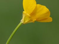 Ranunculus bulbosus Rostvingestigen, Bunkeflostrand, Malmö, Skåne, Sweden 20190531_0033