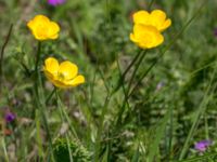 Ranunculus bulbosus Solviken, Mölle, Höganäs, Skåne, Sweden 20150515_0122